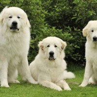 great pyrenees breed dogs minepuppy